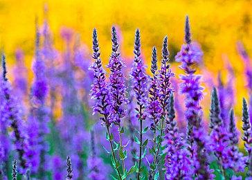 Steam秋促新史低大作推荐 《古墓丽影：暗影》背刺再史低