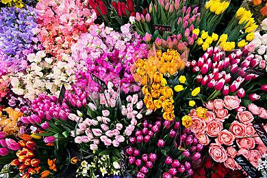 《原神》角色演示-「夏洛蒂：爆炸新闻！」